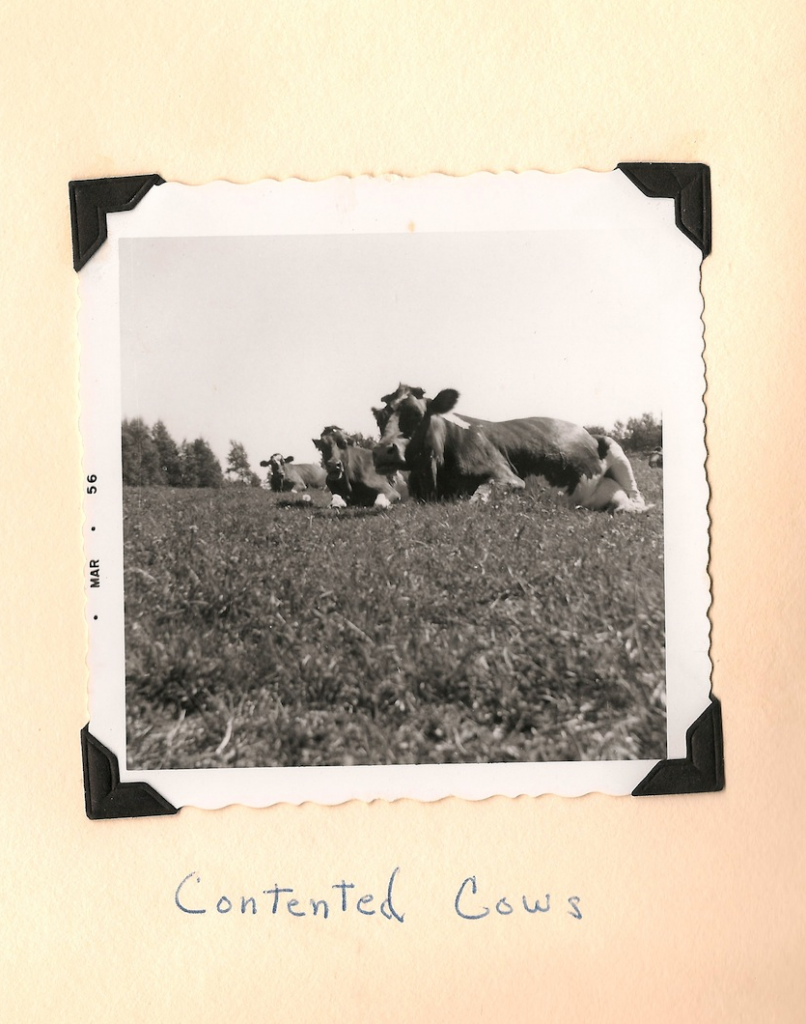 Contented cows on the farm.